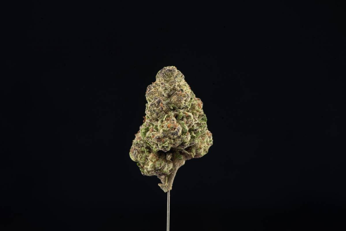 Fleur de cannabis sur fond noir