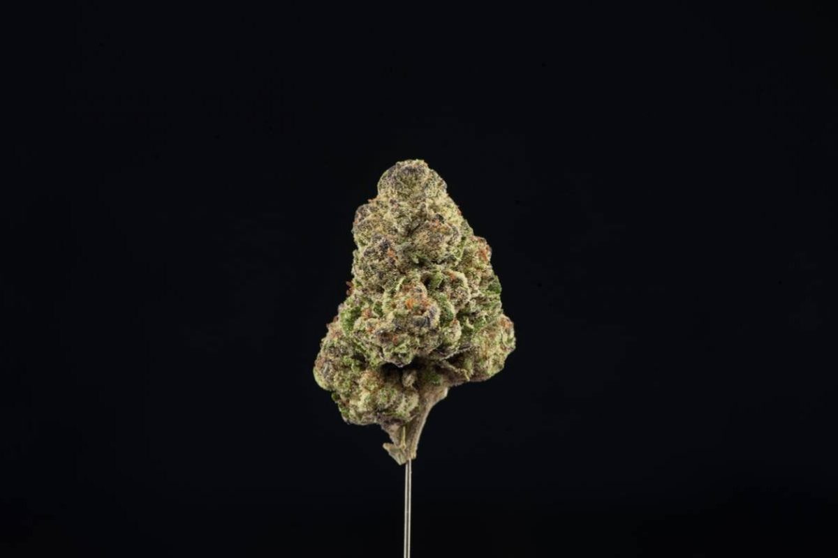Fleur de cannabis sur fond noir